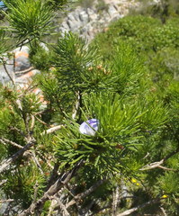 Psoralea vanberkelae