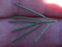 Psoralea vanberkelae