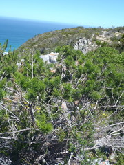 Psoralea vanberkelae