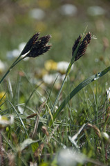 Carex atrata