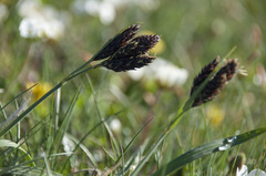 Carex atrata