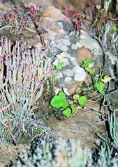 Pelargonium echinatum