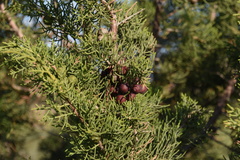 Juniperus turbinata