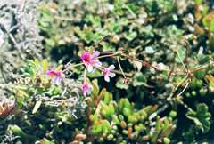 Pelargonium echinatum