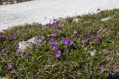 Primula clusiana