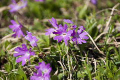 Primula clusiana
