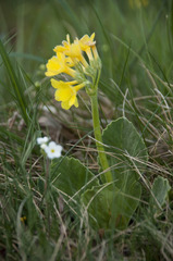 Primula auricula auricula