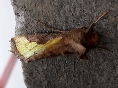 Thysanoplusia orichalcea