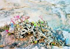 Pelargonium echinatum