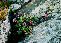 Pelargonium echinatum