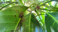 Anarrhotus fossulatus