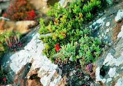 Pelargonium fulgidum