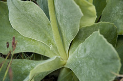Primula auricula auricula
