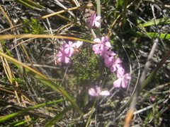 Acmadenia maculata
