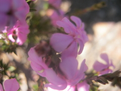 Acmadenia maculata