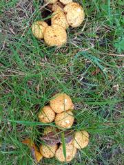 Pholiota kodiakensis