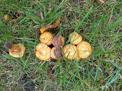 Pholiota kodiakensis