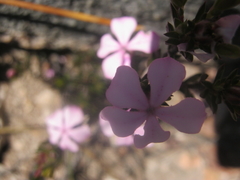 Acmadenia maculata