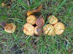 Pholiota kodiakensis