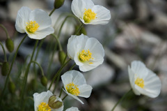 Papaver alpinum alpinum
