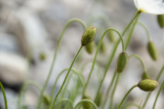 Papaver alpinum alpinum