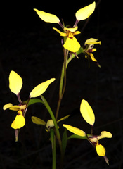 Diuris praecox
