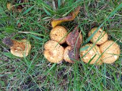Pholiota kodiakensis
