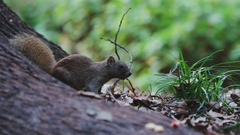 Callosciurus erythraeus styani