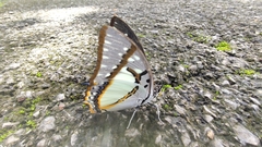 Polyura eudamippus