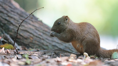 Callosciurus erythraeus styani