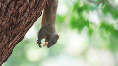 Callosciurus erythraeus styani