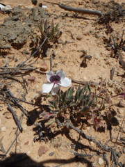 Pelargonium tricolor