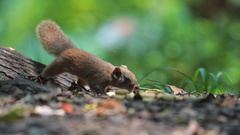 Callosciurus erythraeus styani