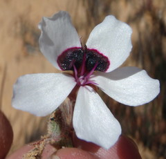 Pelargonium tricolor