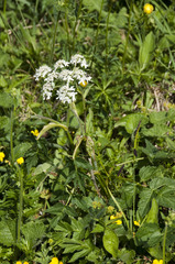Heracleum austriacum