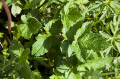 Heracleum austriacum