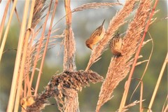 Ploceus philippinus