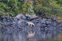Canis lupus crassodon
