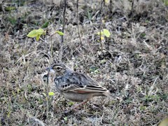 Mirafra assamica