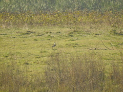 Vanellus indicus