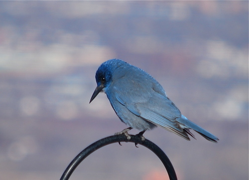 Pinyon Jay