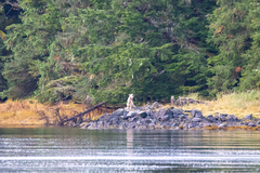 Canis lupus crassodon