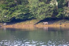 Canis lupus crassodon