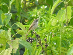 Saxicola ferreus