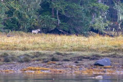 Canis lupus crassodon