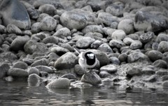 Motacilla alba