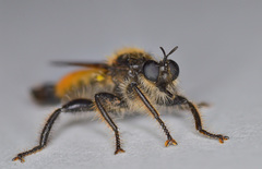 Laphria flava