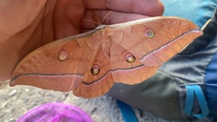 Antheraea yamamai