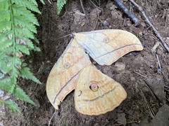 Antheraea yamamai