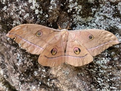Antheraea yamamai